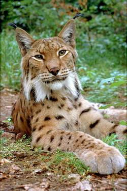 Luchs im Nationalpark